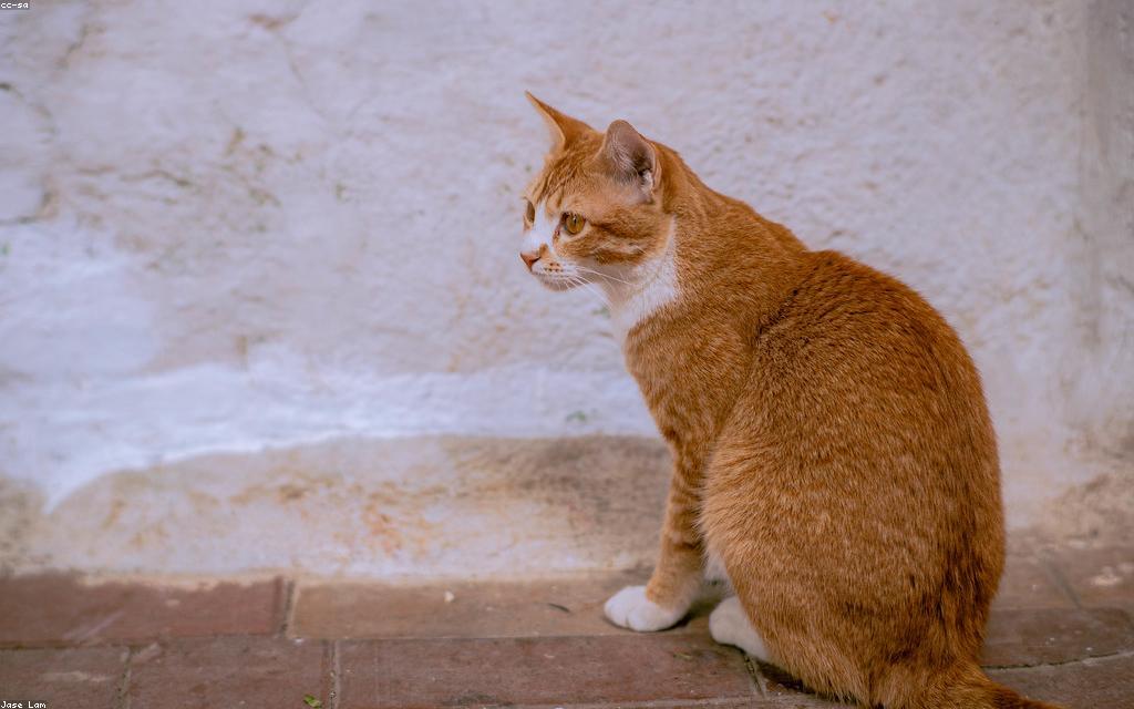 Recognizing Stress and Building Confidence in a Persian Cat