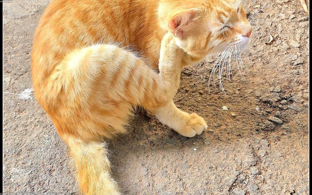 Daily Coat Care That Keeps a Persian Cat Mat-Free