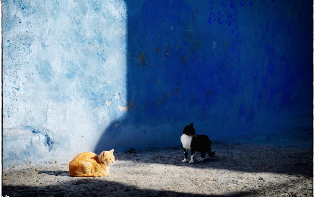 Choosing the Right Diet for a Persian Cat at Every Life Stage