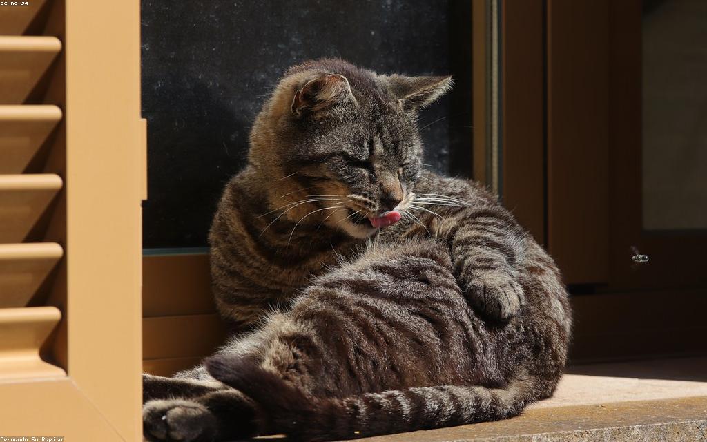Preparing Your Home and Routine for a New Persian Kitten